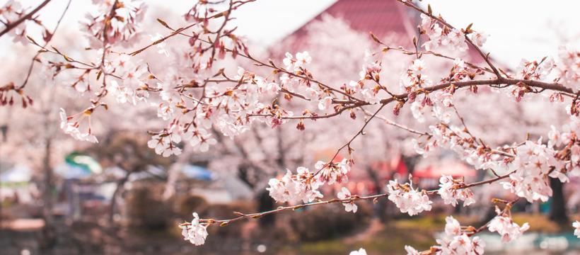 Japonya Vizesi Nasıl Alınır? Gerekli Belgeler ve Başvuru Süreci
